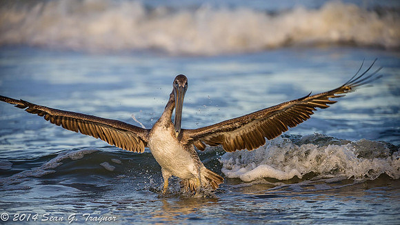 Pelicans