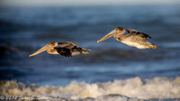 Pelicans