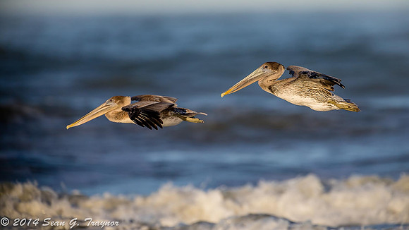 Pelicans