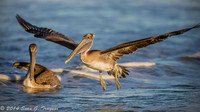 Pelicans