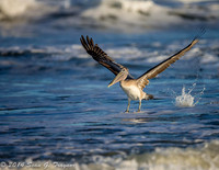 Pelicans