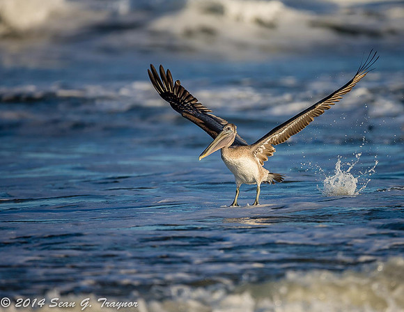 Pelicans