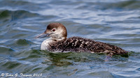 Loons in Winter Plumage