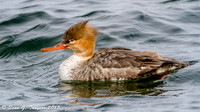 Jersey Shore Birds