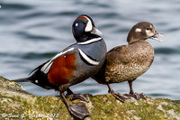 Harlequin Ducks