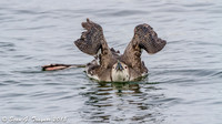 Loons in Winter Plumage