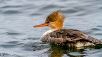 Jersey Shore Birds