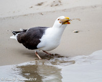 Black-backed Gulls