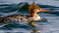 Jersey Shore Birds