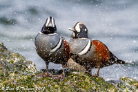 Shore Birds - NJ