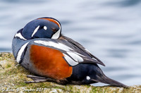Harlequin Ducks