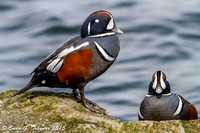 Harlequin Ducks