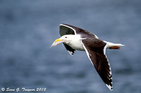 Black-backed Gulls