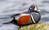 Harlequin Ducks
