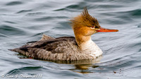 Jersey Shore Birds