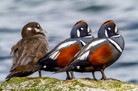 Harlequin Ducks