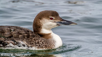 Loons in Winter Plumage