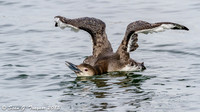 Loons in Winter Plumage