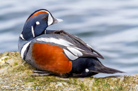 Harlequin Ducks