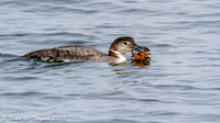 Loons in Winter Plumage