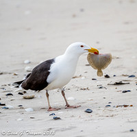 Black-backed Gulls