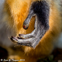 Diademed Sifaka Lemur