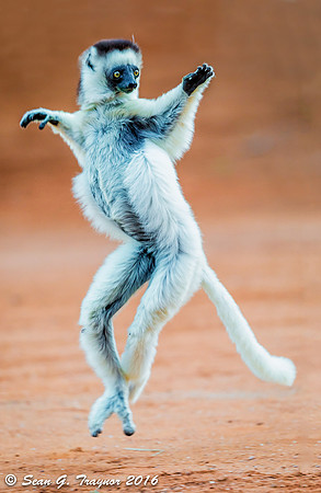 Verreaux's Dancing Sifaka Lemurs