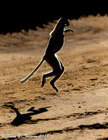 Verreaux's Dancing Sifaka Lemurs