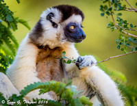 Verreaux's Dancing Sifaka Lemurs