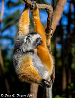 Diademed Sifaka Lemur