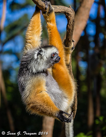 Diademed Sifaka Lemur