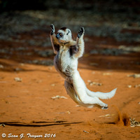 Verreaux's Dancing Sifaka Lemurs