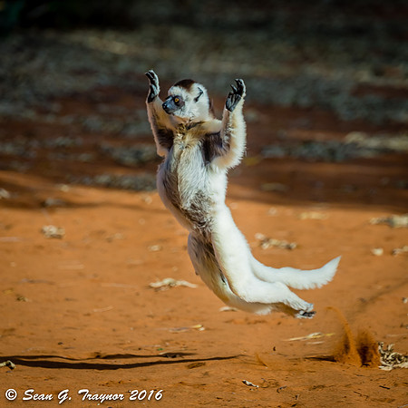 Verreaux's Dancing Sifaka Lemurs