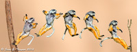 Diademed Sifaka Lemur Jumping