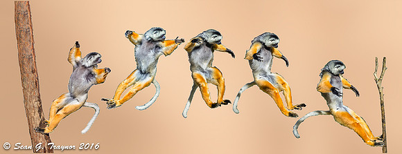 Diademed Sifaka Lemur Jumping