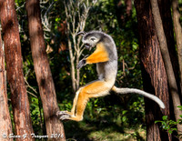 Diademed Sifaka Lemur