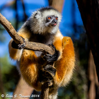 Diademed Sifaka Lemur