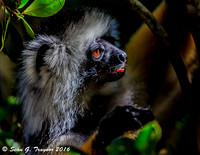 Diademed Sifaka Lemur