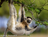 Verreaux's Dancing Sifaka Lemurs