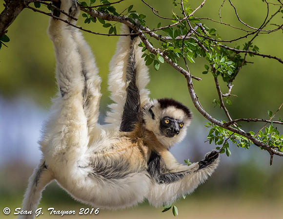 Verreaux's Dancing Sifaka Lemurs