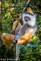 Diademed Sifaka Lemur