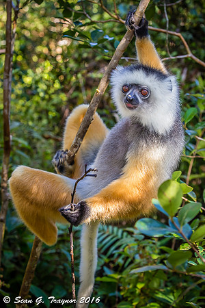 Diademed Sifaka Lemur