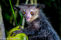 Aye-aye Lemur