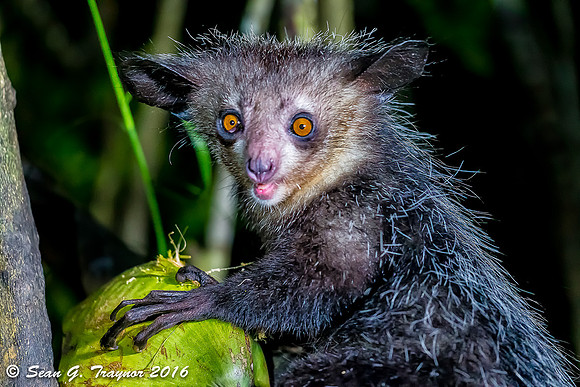Aye-aye Lemur