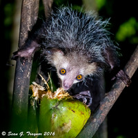Madagascar's Lemurs