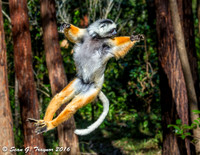 Diademed Sifaka Lemur