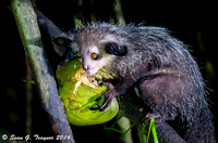 Aye-aye Lemur