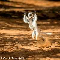 Verreaux's Dancing Sifaka Lemurs