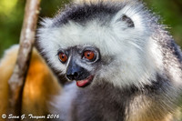 Diademed Sifaka Lemur