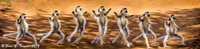 Verreaux's Dancing Sifaka Lemurs